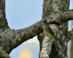 Elaenia flavogaster