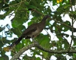 Ortalis cinereiceps