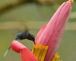 Phaethornis guy