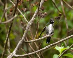 colibri 2
