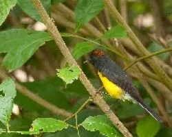 Myoborus miniatus