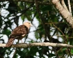 Milvago chimachima