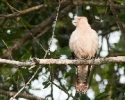 Milvago chimachima