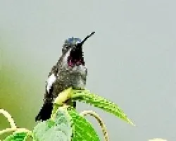 Heliomaster longirostris