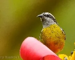 Coereba flaveola