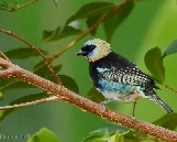Tangara larvata
