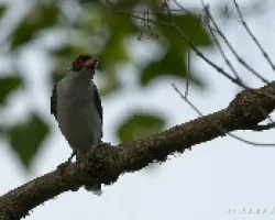 Tityra semifasciata
