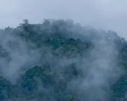 Niebla en la montaña