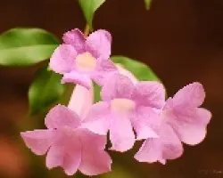 enredadera
