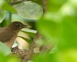 Turdus grayi