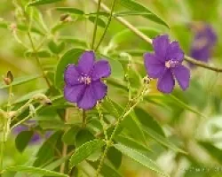 Florecillas
