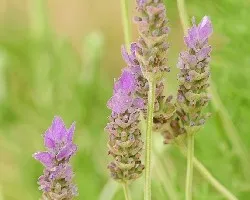 Lavanda