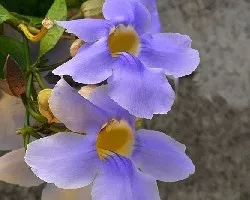 Thunbergia grandiflora
