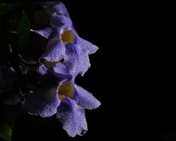 Thunbergia grandiflora