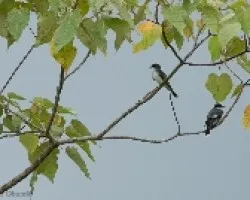 Tyrannus tyrannus