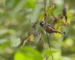 Tangara dowii