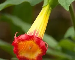 Datura