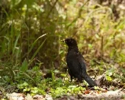 Turdus nigrescens