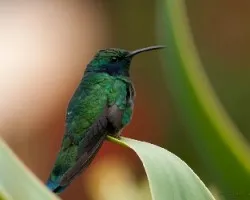 Colibri thalassinus