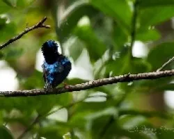 Cyanerpes cyaneus