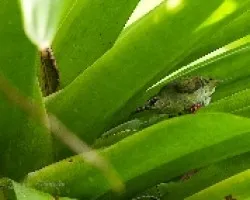 Cyanerpes cyaneus