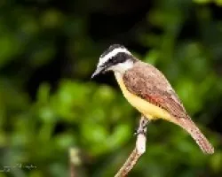 Pitangus sulphuratus