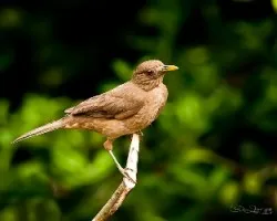 Turdus grayi