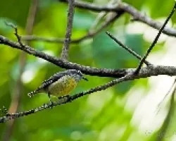 Coereba flaveola