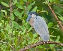 Cochlearius cochlearia
