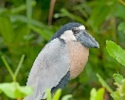 Cochlearius cochlearia