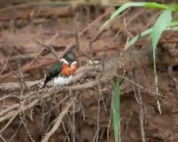 Chloroceryle americana