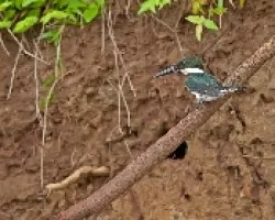 Chloroceryle americana