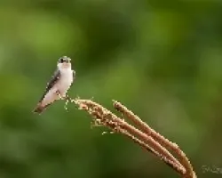 Tachycineta albilinea