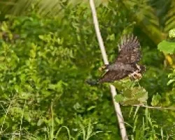 Buteogallus anthracinus