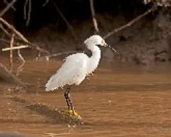 Egretta thula