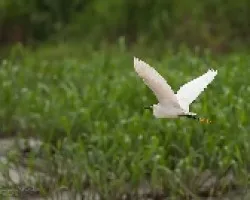Egretta thula