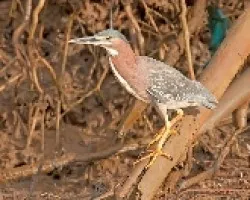 Butorides virescens