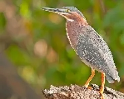 Butorides virescens