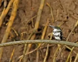 Chloroceryle americana