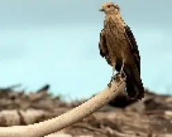 Milvago chimachima