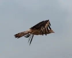 Milvago chimachima
