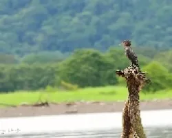 Phalacrocorax brasilianus