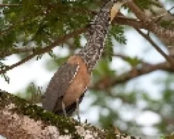 Tigrisoma mexicanum