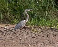 Ardea herodias
