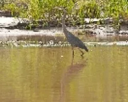 Ardea herodias