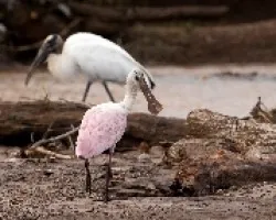 Platalea ajaja