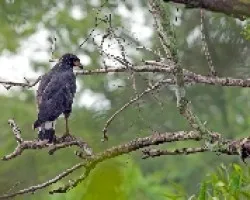 Buteogallus anthracinus