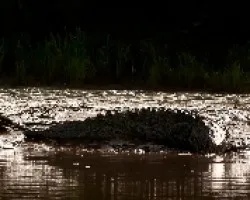 Lagarto