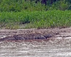 Lagarto