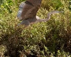 Ardea herodias